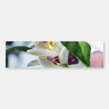 Flowers Myer Lemons Trees Bumper Sticker