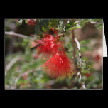 Flowers of Arizona cards