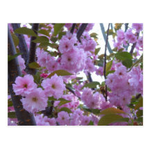 Flowers of Spring Postcard