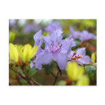 Flowers of the Scottish Highlands Post Card