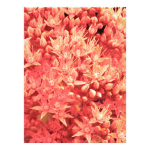 flowers photo
