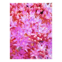 flowers photo