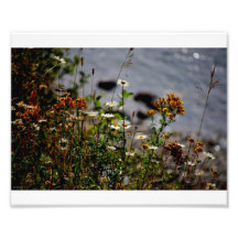 Flowers Photograph