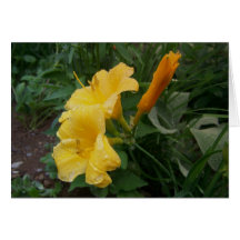 Flowers & Plants Cards