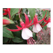 Flowers Post Card