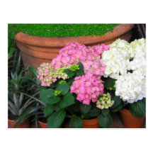 flowers post cards