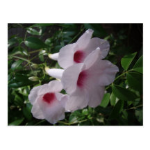 Flowers Post Cards