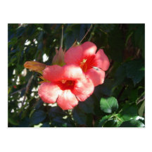 Flowers Post Cards