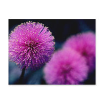 Flowers Post Cards
