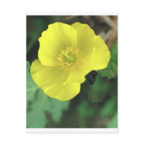 Flowers Post Card