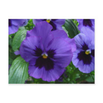 Flowers Postcards