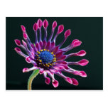 Flowers Postcard