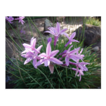 Flowers Postcards