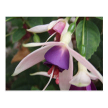 Flowers Postcards