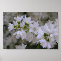 Flowers Print