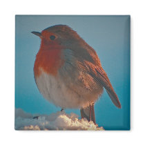 Fluffed up robin fridge magnets