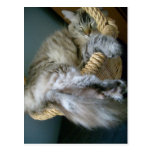 fluffiness in a basket postcard