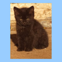 Fluffy Black Kitten Poster posters
