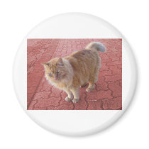 fluffy cat