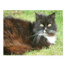 fluffy cat postcards