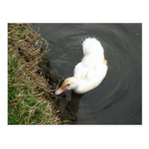 FLUFFY DUCK FEEDING POSTCARDS