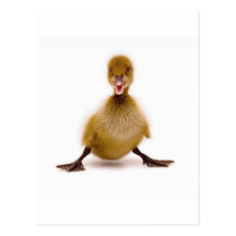 Fluffy Duck Postcards