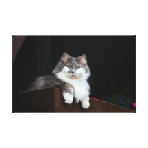 Fluffy Grey Stretched Canvas Prints