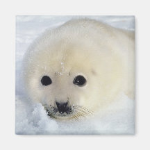 Fluffy Harp Seal Pup Magnets