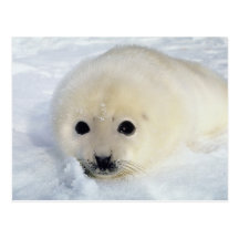 Fluffy Harp Seal Pup Post Cards