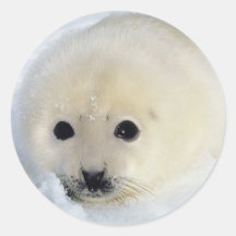 Fluffy Harp Seal Pup Round Stickers