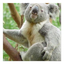 Fluffy Koala  Invitations
