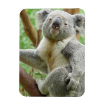 Fluffy Koala Magnet