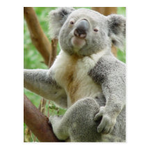Fluffy Koala  Postcard