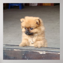Fluffy Puppy Posters