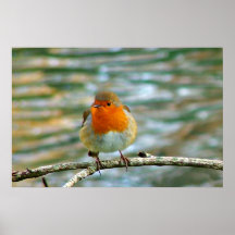 FLUFFY ROBIN POSTER