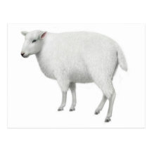 Fluffy Sheep Postcard 
