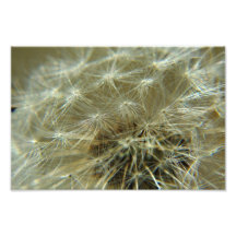 Fluffy Sphere - Photo