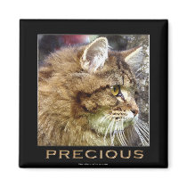 Fluffy TABBY KITTEN Fridge Magnets