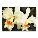 Fluffy White Cat...tleyas Greeting Card