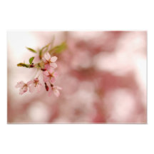 flutter of pink photograph