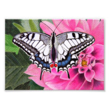 Fluttering in White Photo Print