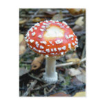 Fly Agaric {Amanita muscaria} Post Card