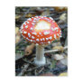 Fly Agaric {Amanita muscaria} Post Card