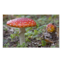 Fly Agaric Toadstool Photographic Print