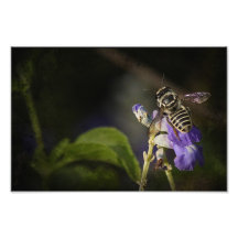 Fly and flower photo print