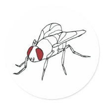 fly animal insect illustration graphic