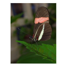 Fly away postcards