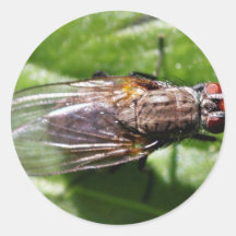 Fly Bugs Insects Sticker