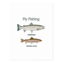Fly Fishing Rainbow Trout - Steelhead Postcard