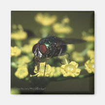 Fly Fridge Magnets